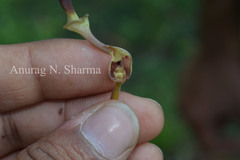 Aristolochia indica